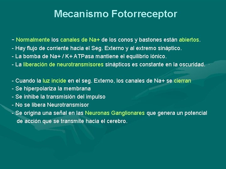 Mecanismo Fotorreceptor - Normalmente los canales de Na+ de los conos y bastones están Mecanismo Fotorreceptor - Normalmente los canales de Na+ de los conos y bastones están