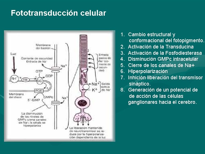 Fototransducción celular 1. Cambio estructural y conformacional del fotopigmento. 2. Activación de la Transducina Fototransducción celular 1. Cambio estructural y conformacional del fotopigmento. 2. Activación de la Transducina