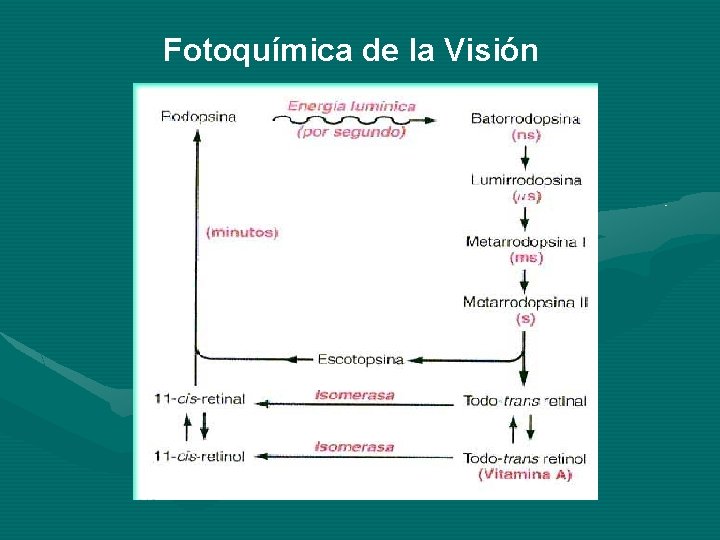 Fotoquímica de la Visión Fotoquímica de la Visión