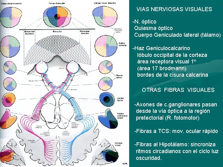 VIAS NERVIOSAS VISUALES -N. óptico Quiasma óptico Cuerpo Geniculado lateral (tálamo) -Haz Geniculocalcarino lóbulo VIAS NERVIOSAS VISUALES -N. óptico Quiasma óptico Cuerpo Geniculado lateral (tálamo) -Haz Geniculocalcarino lóbulo