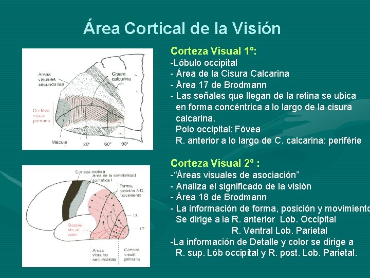 Área Cortical de la Visión Corteza Visual 1º: -Lóbulo occipital - Área de la Área Cortical de la Visión Corteza Visual 1º: -Lóbulo occipital - Área de la