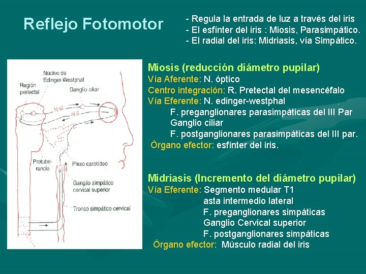 Reflejo Fotomotor - Regula la entrada de luz a través del iris - El Reflejo Fotomotor - Regula la entrada de luz a través del iris - El