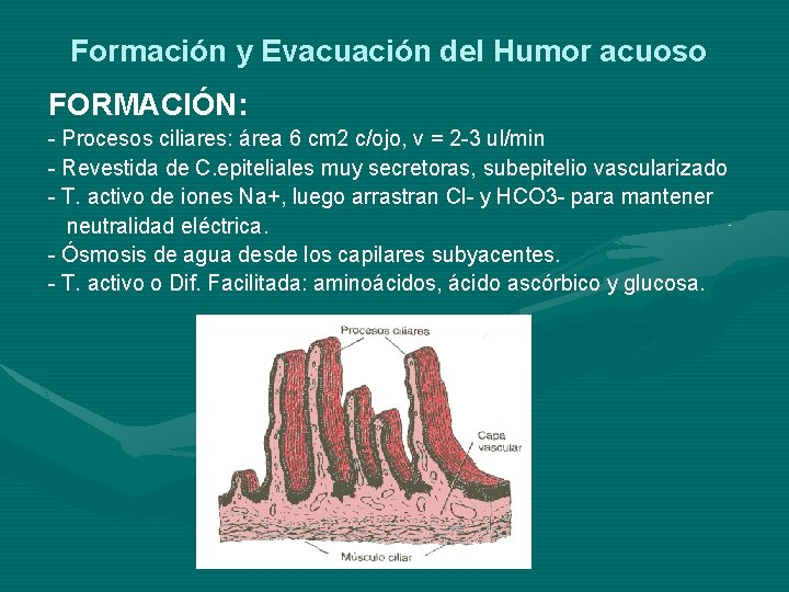 Formación y Evacuación del Humor acuoso FORMACIÓN: - Procesos ciliares: área 6 cm 2 Formación y Evacuación del Humor acuoso FORMACIÓN: - Procesos ciliares: área 6 cm 2