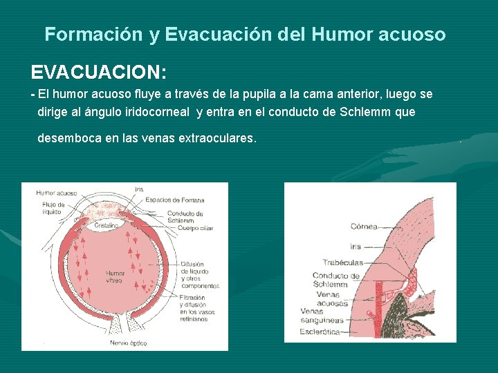 Formación y Evacuación del Humor acuoso EVACUACION: - El humor acuoso fluye a través Formación y Evacuación del Humor acuoso EVACUACION: - El humor acuoso fluye a través