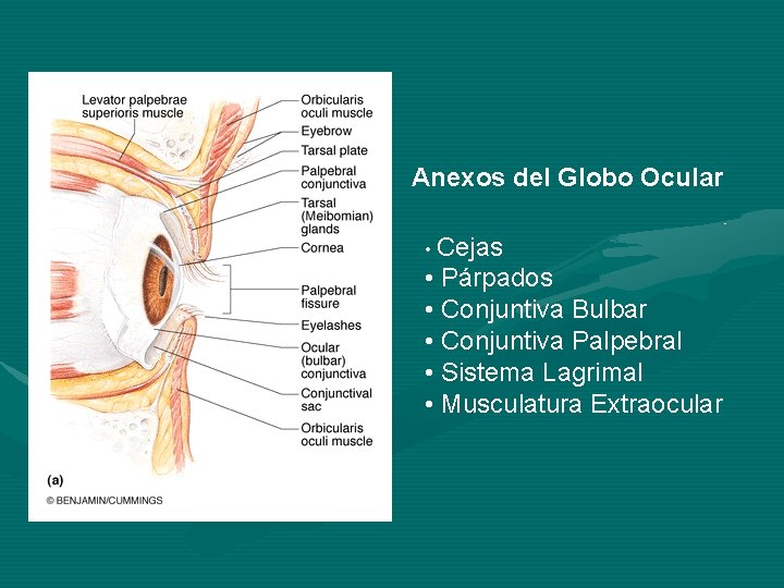 Anexos del Globo Ocular • Cejas • Párpados • Conjuntiva Bulbar • Conjuntiva Palpebral Anexos del Globo Ocular • Cejas • Párpados • Conjuntiva Bulbar • Conjuntiva Palpebral