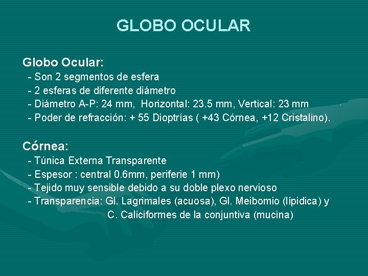 GLOBO OCULAR Globo Ocular: - Son 2 segmentos de esfera - 2 esferas de GLOBO OCULAR Globo Ocular: - Son 2 segmentos de esfera - 2 esferas de
