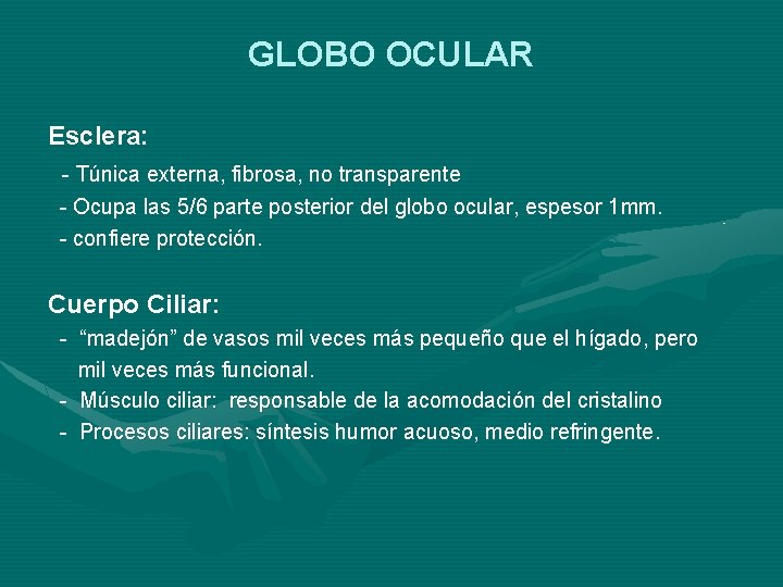 GLOBO OCULAR Esclera: - Túnica externa, fibrosa, no transparente - Ocupa las 5/6 parte GLOBO OCULAR Esclera: - Túnica externa, fibrosa, no transparente - Ocupa las 5/6 parte