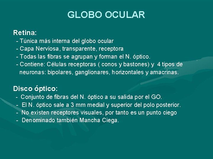 GLOBO OCULAR Retina: - Túnica más interna del globo ocular - Capa Nerviosa, transparente, GLOBO OCULAR Retina: - Túnica más interna del globo ocular - Capa Nerviosa, transparente,