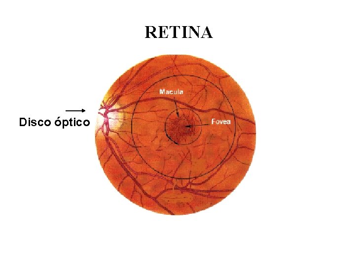 RETINA Disco óptico RETINA Disco óptico