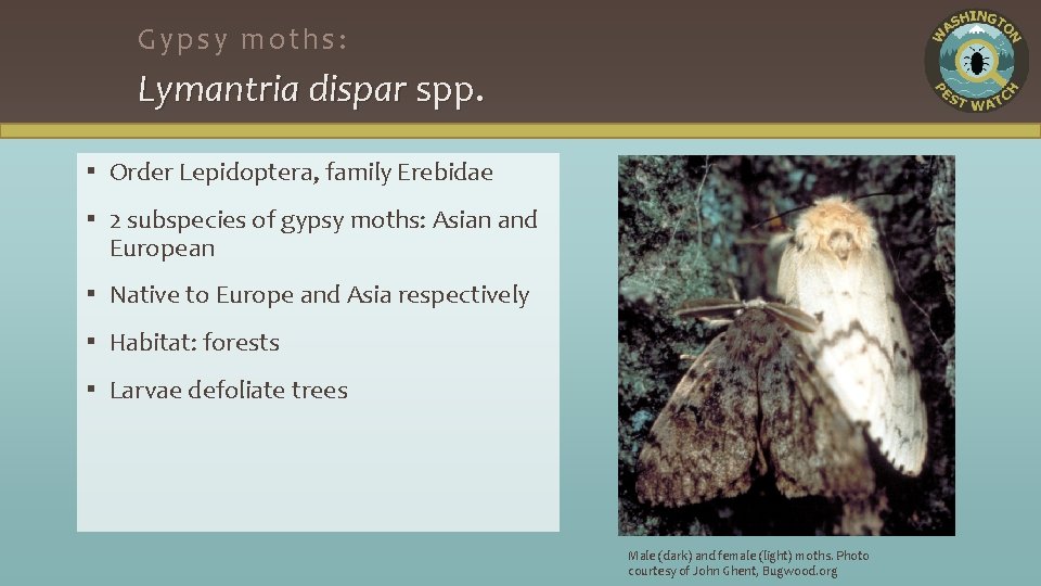 Gypsy moths: Lymantria dispar spp. ▪ Order Lepidoptera, family Erebidae ▪ 2 subspecies of