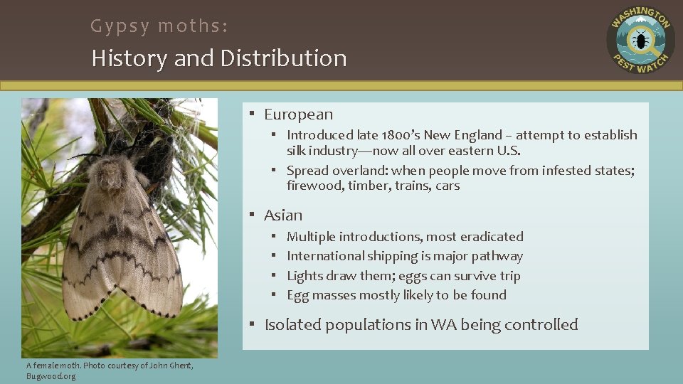 Gypsy moths: History and Distribution ▪ European ▪ Introduced late 1800’s New England –