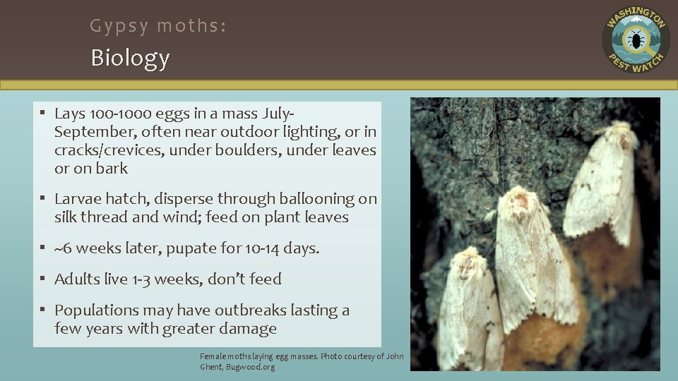 Gypsy moths: Biology ▪ Lays 100 -1000 eggs in a mass July- September, often