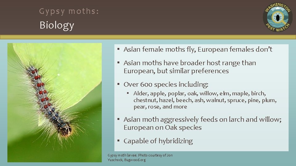 Gypsy moths: Biology ▪ Asian female moths fly, European females don’t ▪ Asian moths