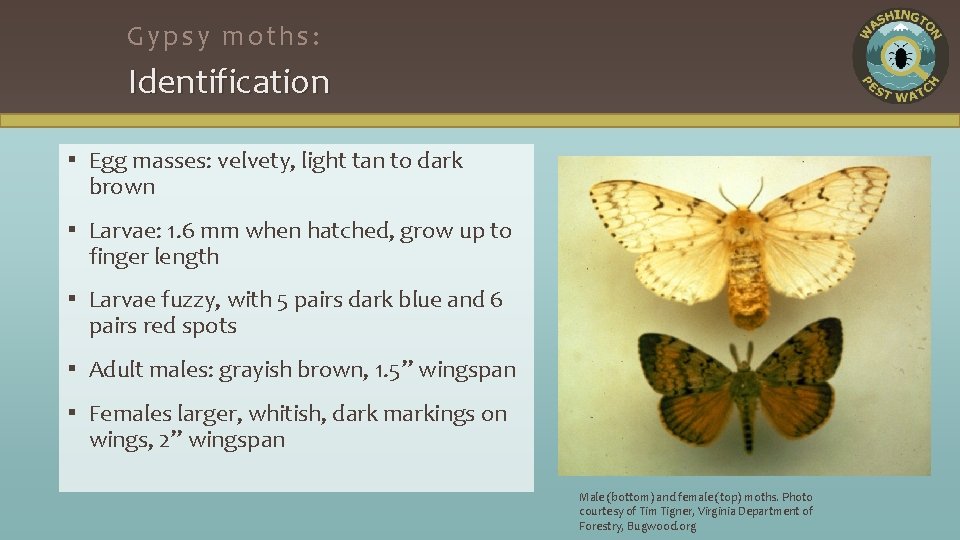 Gypsy moths: Identification ▪ Egg masses: velvety, light tan to dark brown ▪ Larvae: