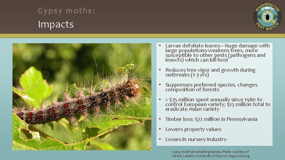 Gypsy moths: Impacts ▪ Larvae defoliate leaves—huge damage with large populations-weakens trees, more susceptible