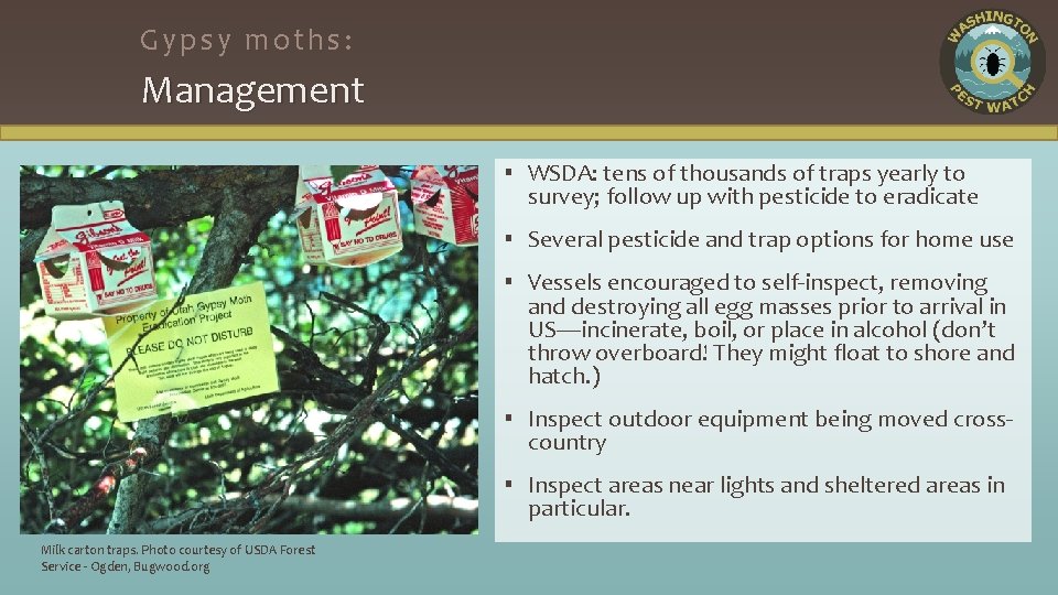 Gypsy moths: Management ▪ WSDA: tens of thousands of traps yearly to survey; follow