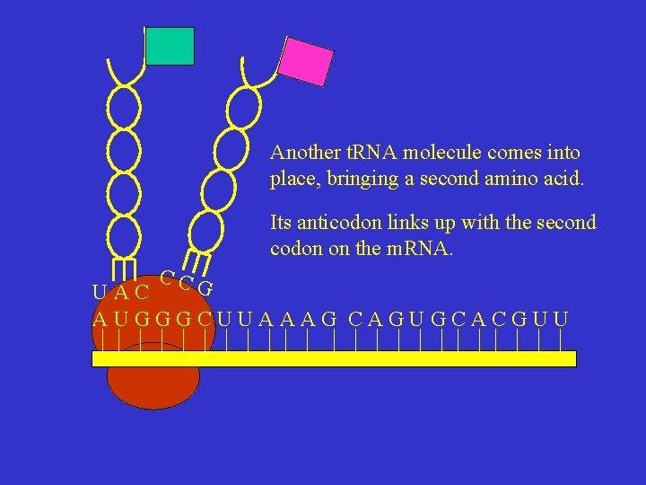 Another t. RNA molecule comes into place, bringing a second amino acid. Its anticodon