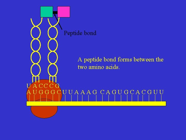 Peptide bond A peptide bond forms between the two amino acids. U A CC
