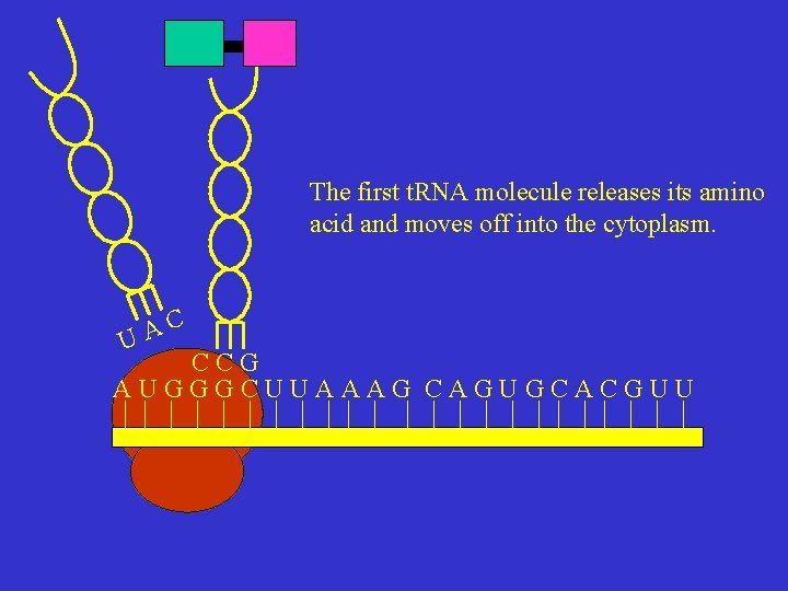 The first t. RNA molecule releases its amino acid and moves off into the