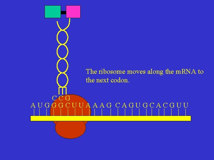 The ribosome moves along the m. RNA to the next codon. CCG AUGGGCUUAAAG CAGUGCACGUU