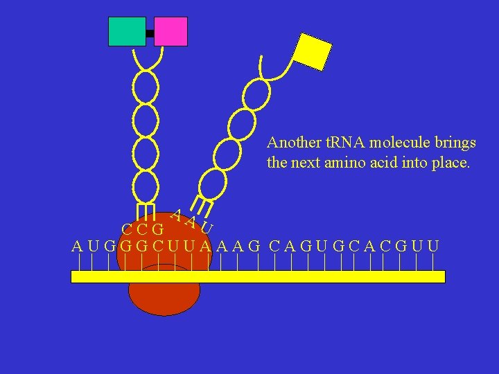 Another t. RNA molecule brings the next amino acid into place. AA U CCG