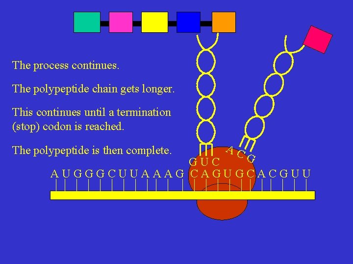 The process continues. The polypeptide chain gets longer. This continues until a termination (stop)