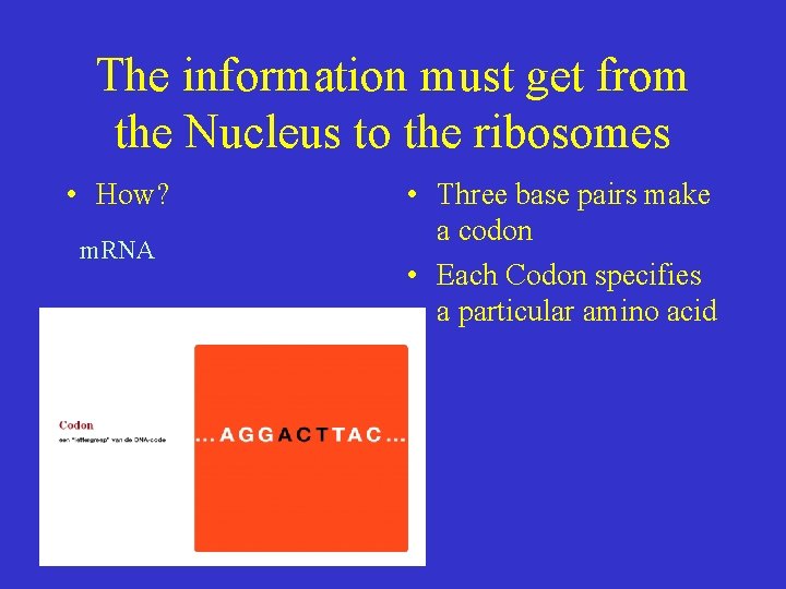 The information must get from the Nucleus to the ribosomes • How? m. RNA