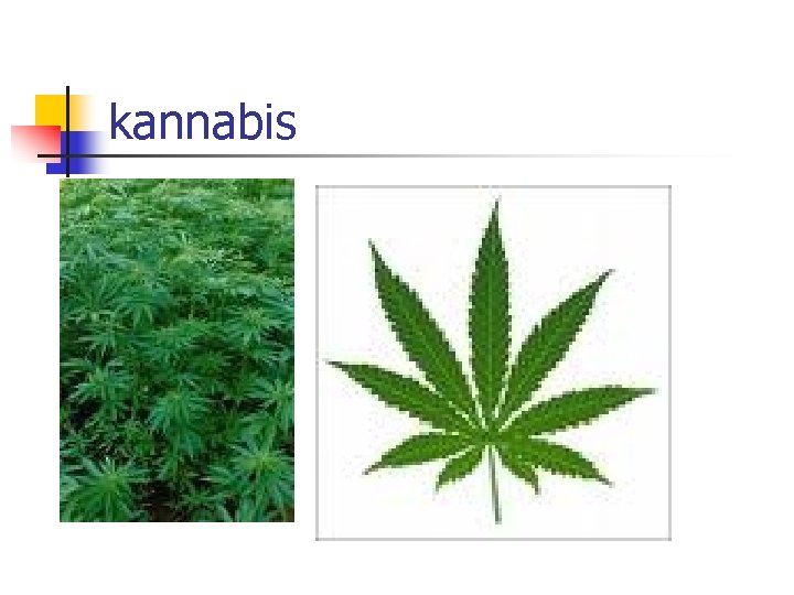 kannabis 