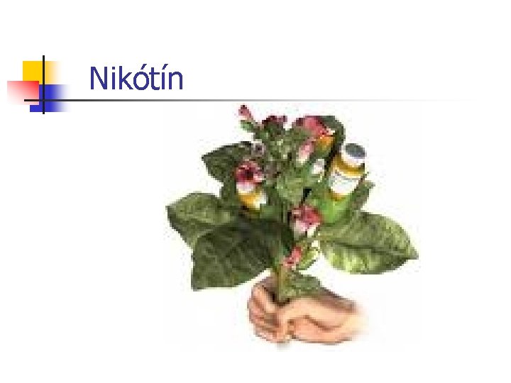 Nikótín 