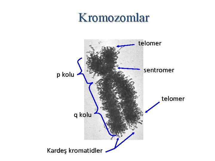 Kromozomlar telomer p kolu sentromer telomer q kolu Kardeş kromatidler 