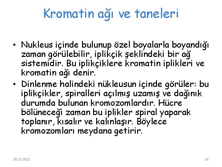 Kromatin ağı ve taneleri • Nukleus içinde bulunup özel boyalarla boyandığı zaman görülebilir, iplikçik