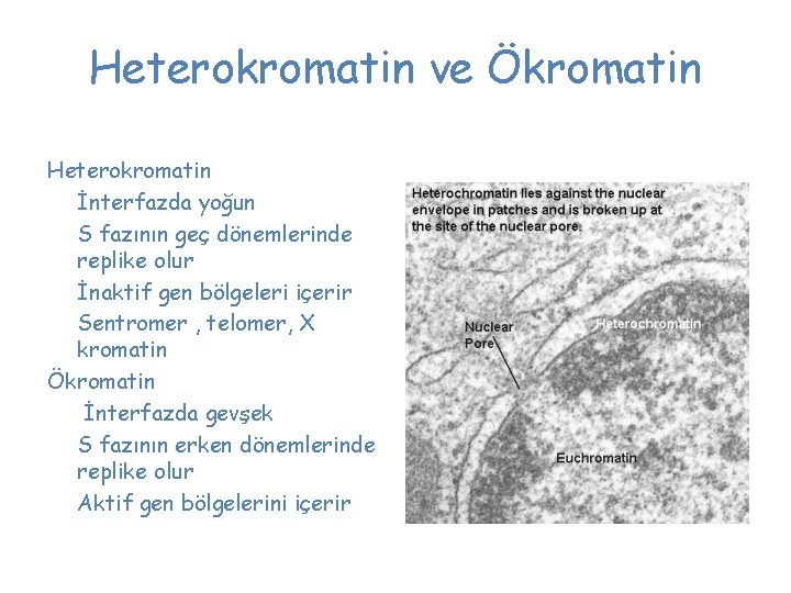 Heterokromatin ve Ökromatin Heterokromatin İnterfazda yoğun S fazının geç dönemlerinde replike olur İnaktif gen