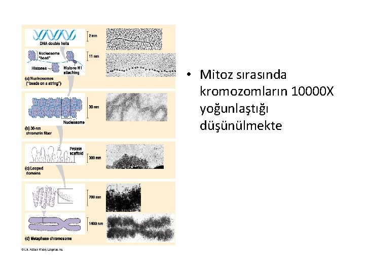  • Mitoz sırasında kromozomların 10000 X yoğunlaştığı düşünülmekte 