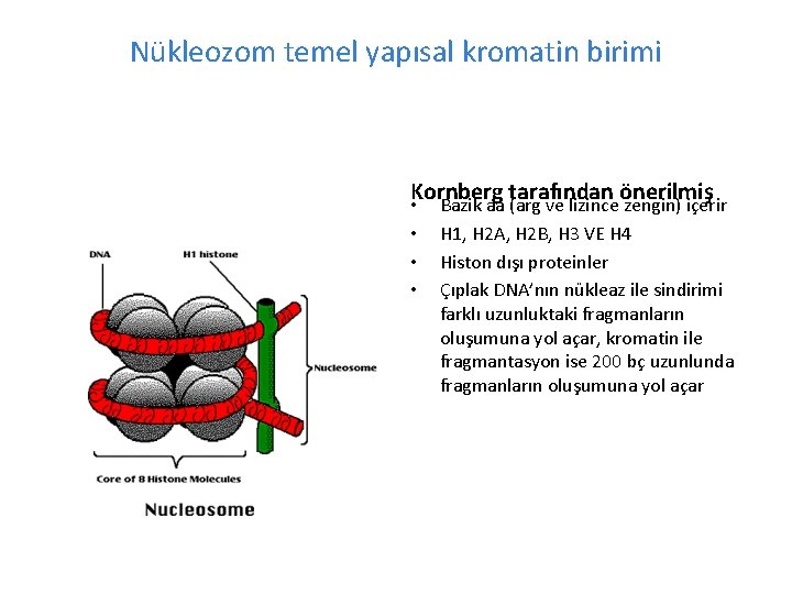 Nükleozom temel yapısal kromatin birimi Kornberg tarafından önerilmiş • Bazik aa (arg ve lizince