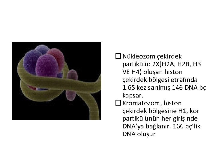 �Nükleozom çekirdek partikülü: 2 X(H 2 A, H 2 B, H 3 VE H