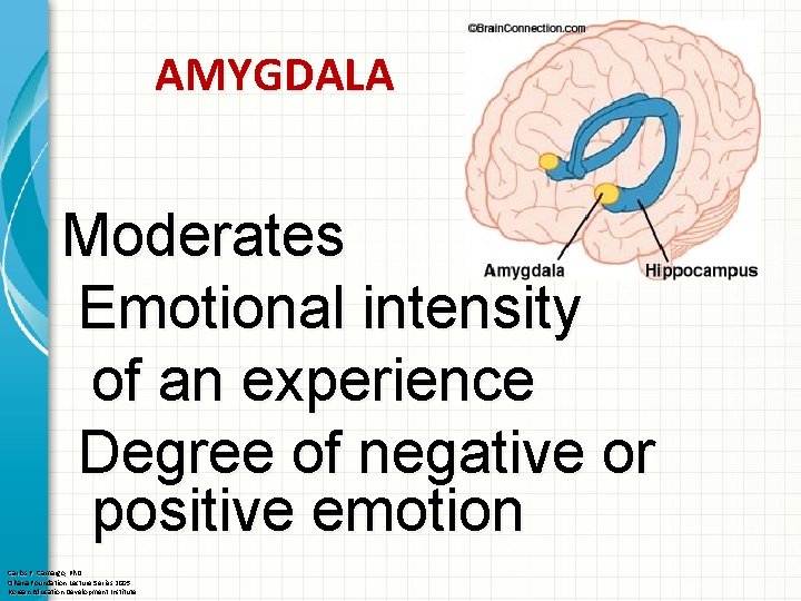 AMYGDALA Moderates Emotional intensity of an experience Degree of negative or positive emotion Carlos