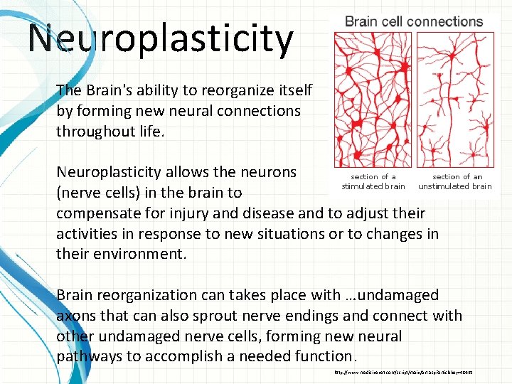 Neuroplasticity The Brain's ability to reorganize itself by forming new neural connections throughout life.