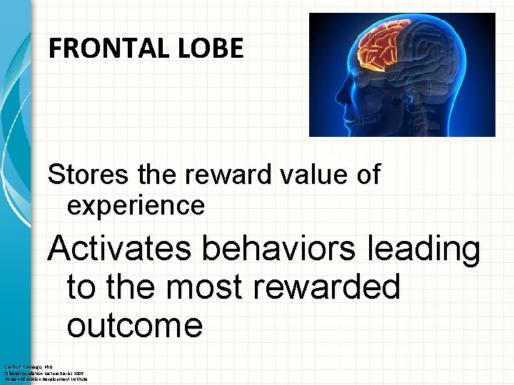 FRONTAL LOBE Stores the reward value of experience Activates behaviors leading to the most