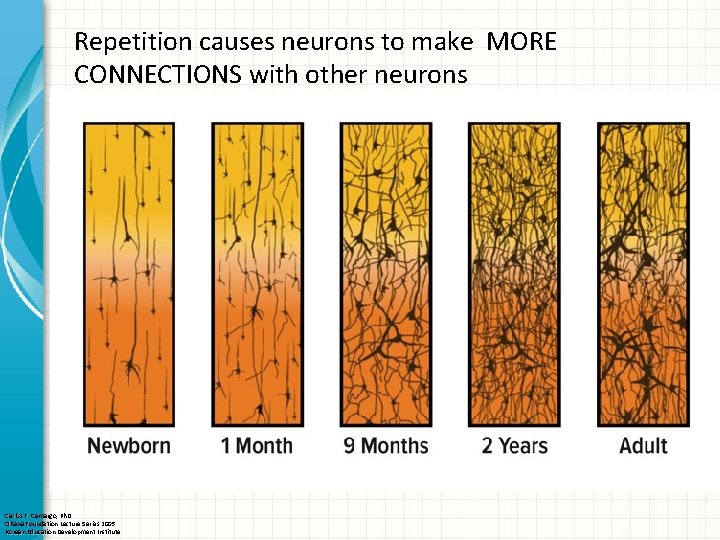 Repetition causes neurons to make MORE CONNECTIONS with other neurons Carlos F. Camargo, Ph.