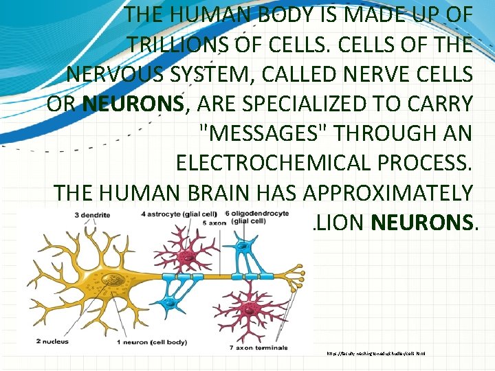 THE HUMAN BODY IS MADE UP OF TRILLIONS OF CELLS OF THE NERVOUS SYSTEM,