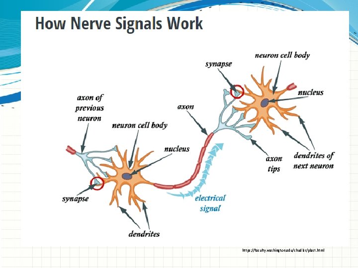 https: //faculty. washington. edu/chudler/plast. html 