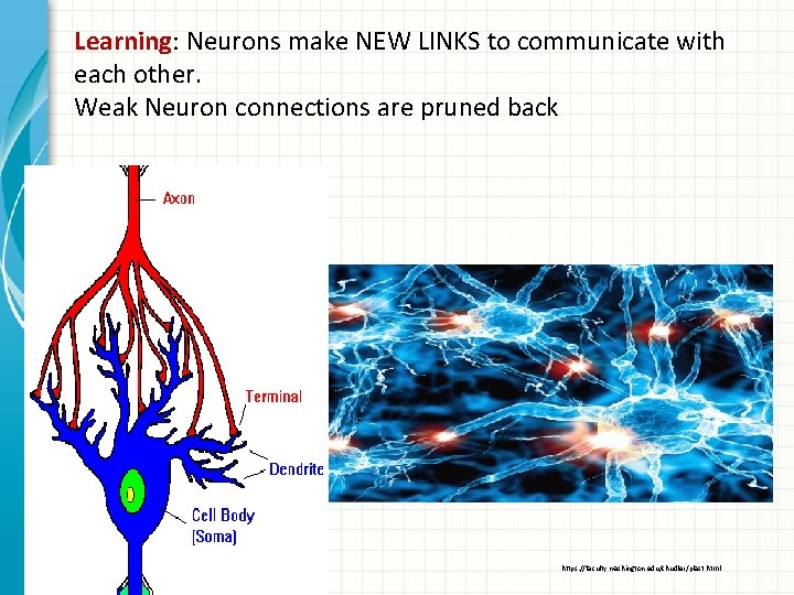 Learning: Neurons make NEW LINKS to communicate with each other. Weak Neuron connections are