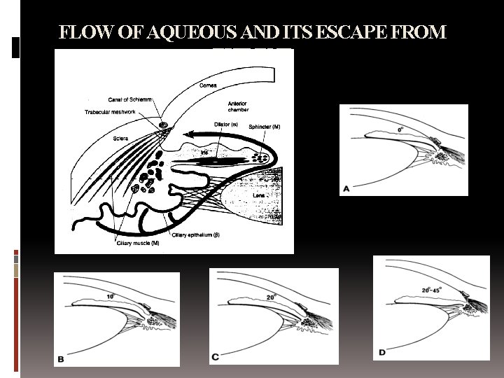 FLOW OF AQUEOUS AND ITS ESCAPE FROM THE EYE 