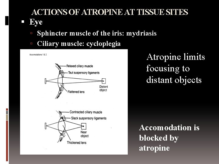 ACTIONS OF ATROPINE AT TISSUE SITES Eye Sphincter muscle of the iris: mydriasis Ciliary