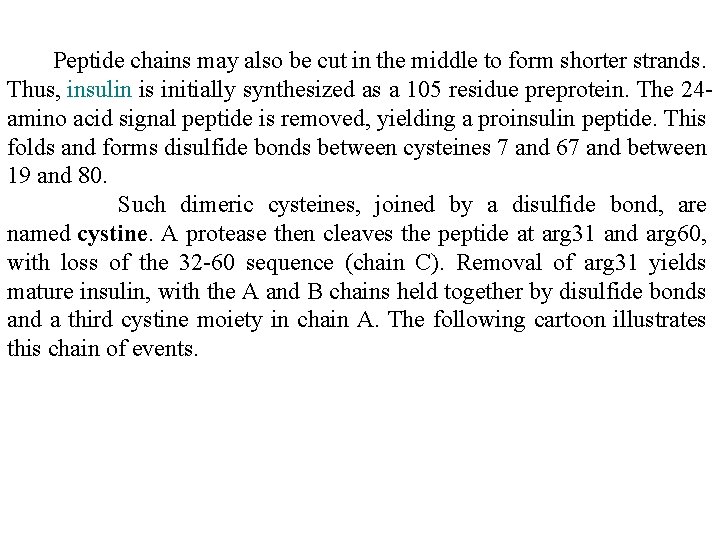 Peptide chains may also be cut in the middle to form shorter strands. Thus, Peptide chains may also be cut in the middle to form shorter strands. Thus,