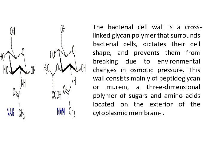 The bacterial cell wall is a crosslinked glycan polymer that surrounds bacterial cells, dictates The bacterial cell wall is a crosslinked glycan polymer that surrounds bacterial cells, dictates