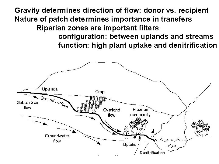 Gravity determines direction of flow: donor vs. recipient Nature of patch determines importance in
