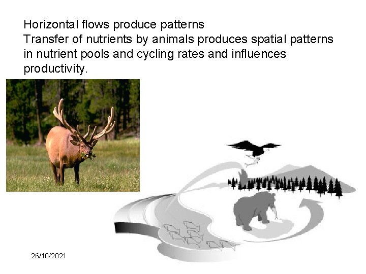 Horizontal flows produce patterns Transfer of nutrients by animals produces spatial patterns in nutrient
