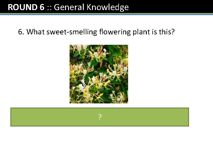 ROUND 6 : : General Knowledge 6. What sweet-smelling flowering plant is this? Honeysuckle