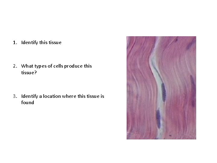 1. Identify this tissue 2. What types of cells produce this tissue? 3. Identify